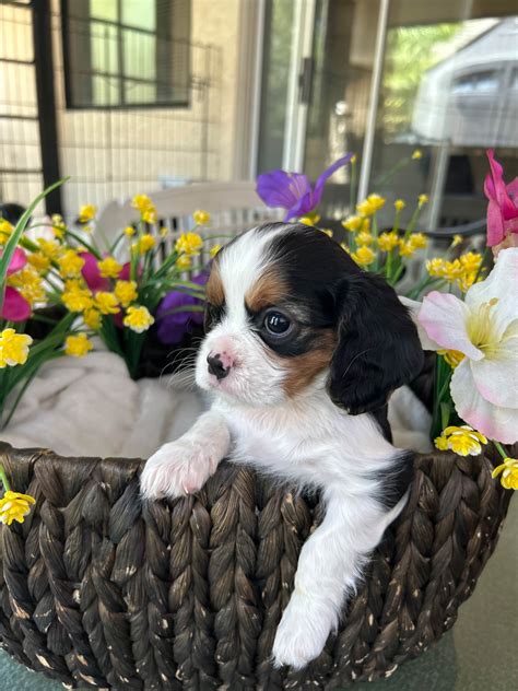 The Puppy City - Cavalier King Charles Spaniel Puppies For Sale In Las