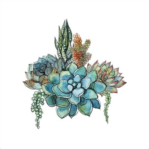 Ramo De Suculentas Flower Painting Succulents Drawing Floral Poster