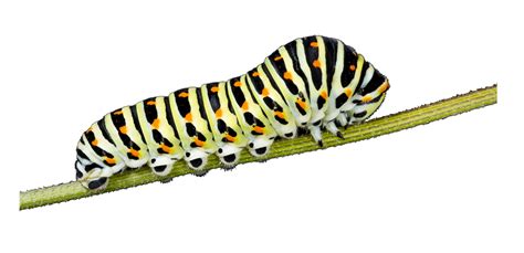 Caterpillar Png