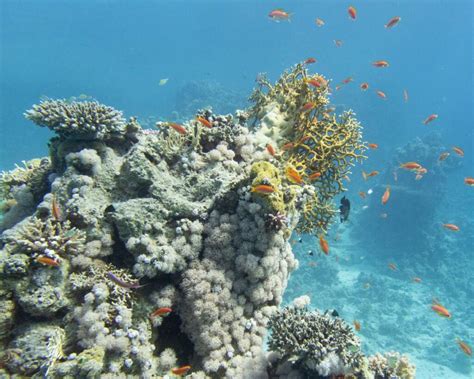 Red Sea Fish Of Ras Mohammed National Park, Tiran Island And The Sinai ...