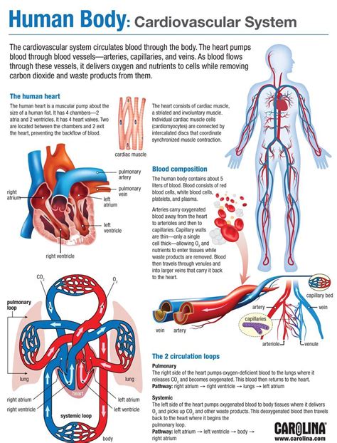 Cardiovascular System Basic Anatomy And Physiology Medical School