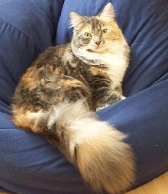 Check Out My Grandmas Pussy GBAtemp Net The Independent Video Game