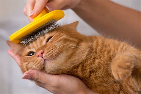 How To Pleasantly Groom A Cat Blog 95 Nutrisource Pet Foods