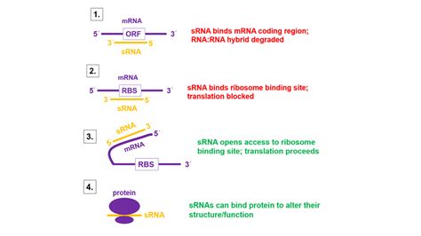 What is the Difference Between snRNA and snoRNA | Compare the ...