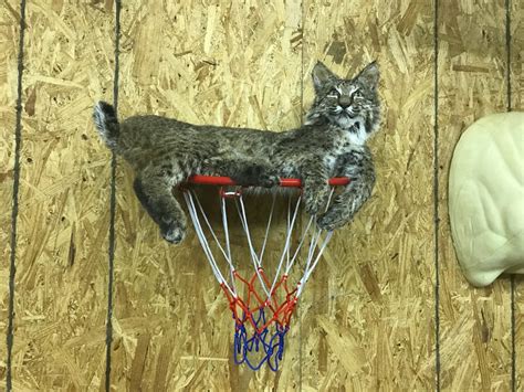 Bobcat Kentucky Hunting