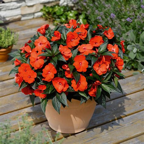 Impatiens New Guinea Selection Super Plugs Buy Impatiens Plants