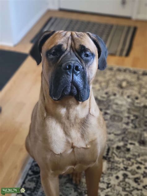 Red Fawn Bullmastiff Stud - Stud Dog in PA, the United States | Breed