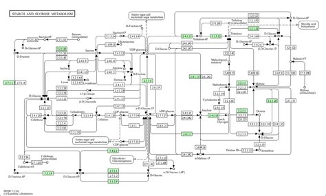 Kegg Pathway Starch And Sucrose Metabolism Drosophila Melanogaster