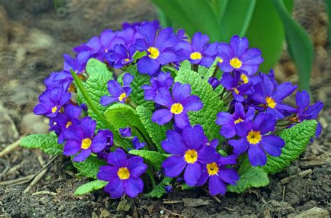 Садовые Первоцветы - HD фотoграфии