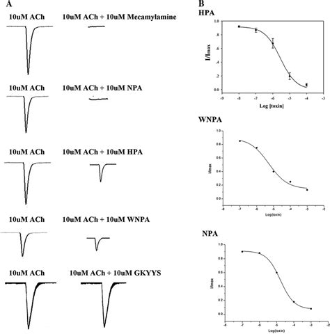 Effect Of Four Oligopeptides On Ach Activated Currents In Te671 Cells