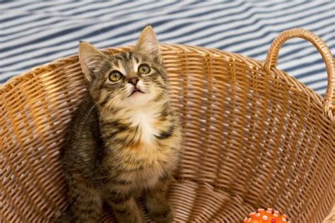 Purrfect Harmony: A Step-By-Step Guide To A Peaceful Multi-Cat Household