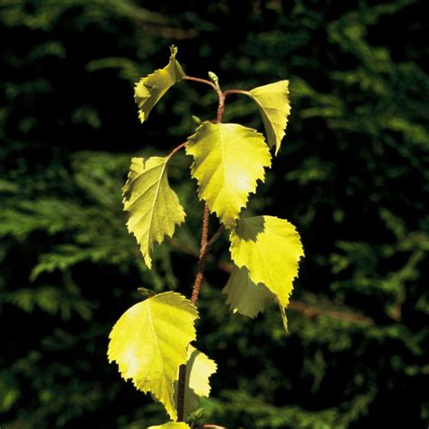 Brzoza Brodawkowata Golden Cloud Betula Pendula Golden Cloud