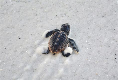 Baby Loggerhead Sea Turtle