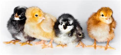 The Ultimate Guide To Sex Link Chickens As Backyard Poultry