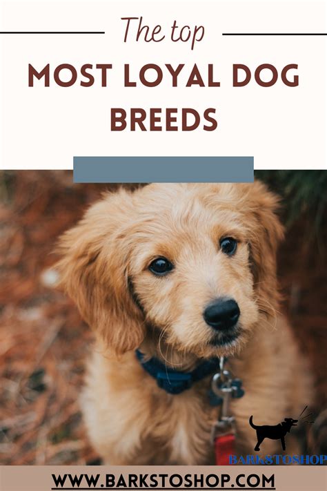 Top 10 Most Loyal Dog Breeds You Can Own Artofit