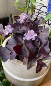 6 Tricks to Force Your Oxalis to Bloom Crazily | Balcony Garden Web