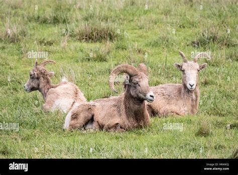 One Male And Two Female Bighorn Sheep Resting At Northwest Trek