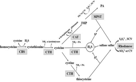 Scheme Enzymatic Pathways Involved In Hydrogen Sulphide Formation