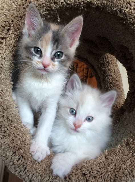 Adorable Kittens! One calico and one ragdoll | Kittens cutest, Kittens