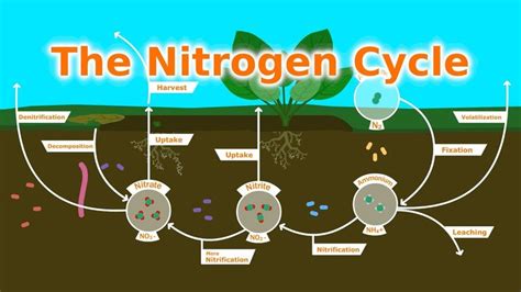 NEW VIDEO: Fertilizer and the Nitrogen Cycle | Nitrogen cycle, Nitrogen ...