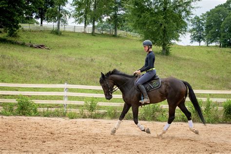 Thoroughbred Logic: Pedigrees and Horoscopes | HORSE NATION