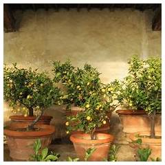 Citrus Xyloporosis Treatment