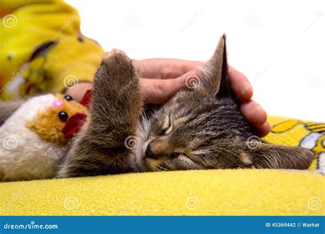 La Fille Caresse Le Chaton Mignon De Sommeil Photo Stock Image Du Garniture Gentil 45369442