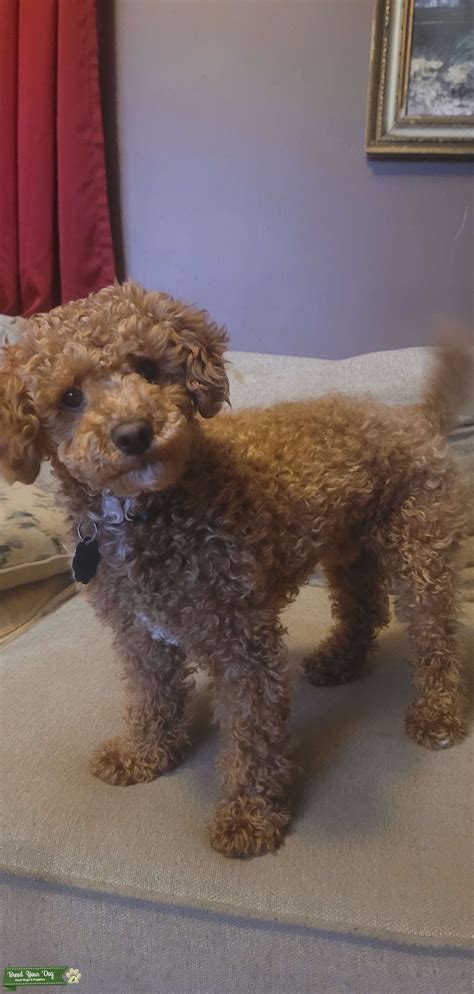 Toy Poodle Stud - Stud Dog in WISCONSIN, United States | Breed Your Dog