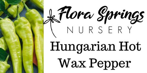 Hungarian Hot Wax Pepper Flora Spring Nursery
