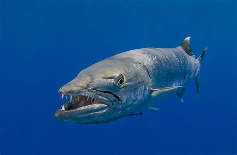 Barracuda Fish Bite How To Catch Great Barracuda Tips For Fishing
