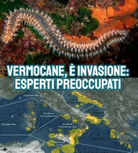 Il Vermocane Invade I Mari Del Sud Italia Cosa Fare In Caso Di Puntura