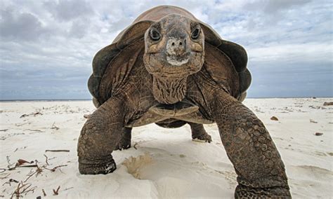 Le G Nome De La Tortue G Ante Des Seychelles S Quenc Lfm La Radio