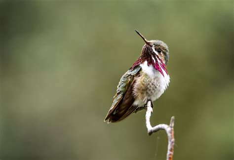 Calliope Hummingbird | Shutterbug