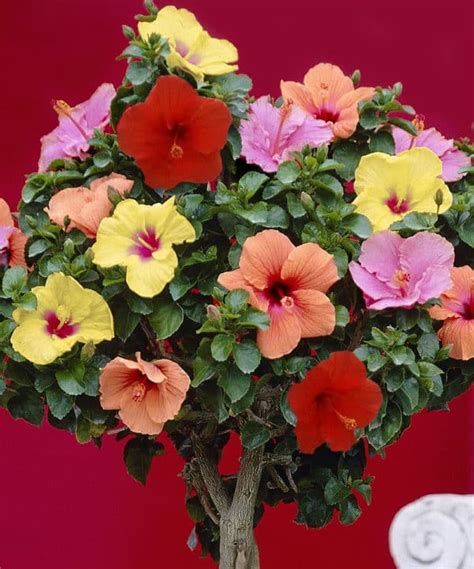 Гибискус садовый: уход и размножение. Посадка