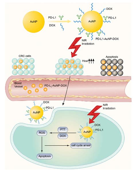 Figure 2 From The Application Of And Strategy For Gold Nanoparticles In Cancer Immunotherapy