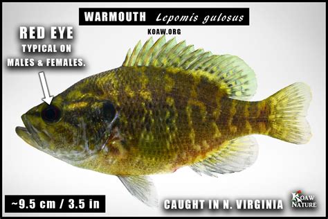 Warmouth (Lepomis gulosus) — Koaw Nature