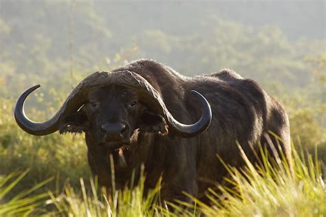 Berita Buffalo Terbaru Hari Ini Adjar