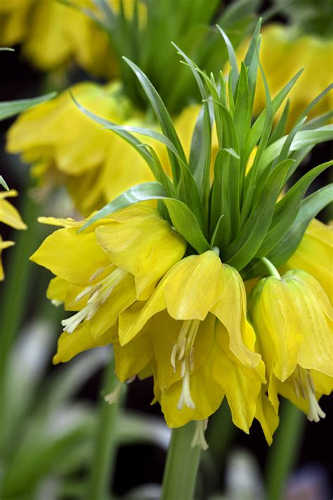 Buy Crown Imperials | Fritillaria Imperialis Lutea | Gold Medal winning ...