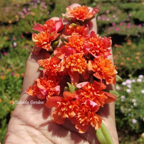 Jual Bunga Krokot Import Jambul Orange Tanaman Hias Mossrose Rose