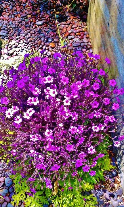 Purple Native Plants California California Native Plants California