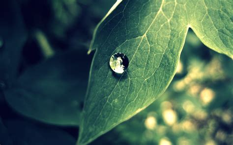 Photography Nature Plants Water Drops Macro Leaves Wallpaper