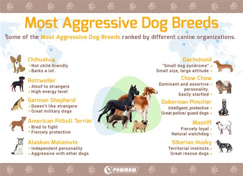Aggressive Dog List 2024 Ellene Malory