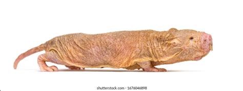 Naked Molerat Hairless Rat Isolated On Stock Photo Shutterstock