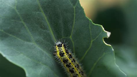 De Oruga A Mariposa 11