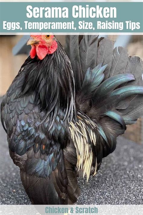 Serama Chicken: History, Size, Eggs, Health and Care