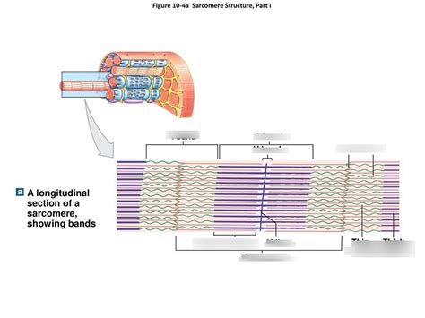 Sarcomere Structure Bio 220 Diagram Quizlet