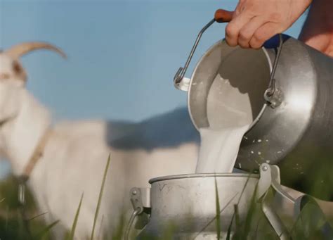 Goat Milk Goodness: A Thorough Review of the 4 Best Baby Formulas