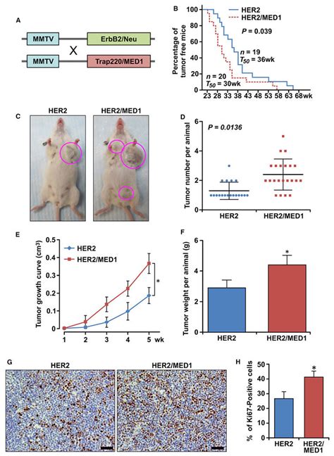 Overexpression Of Med1 Greatly Enhances Mmtv Her2 Mammary Tumorigenesis