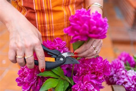 Frau Schneidet Pfingstrosen In Intensiver Farbe Aus Ihrem Garten Um