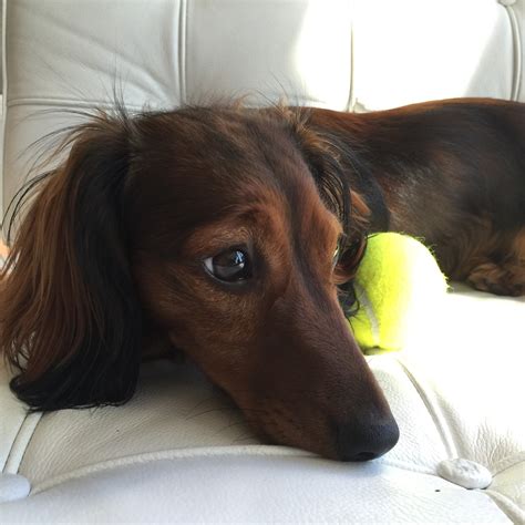 Funny Wiener Dogs